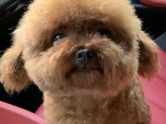 -1013 PET SHOP 宠物商店(近铁城市广场店)