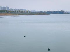 -贡湖湾湿地公园