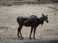 -清迈夜间动物园