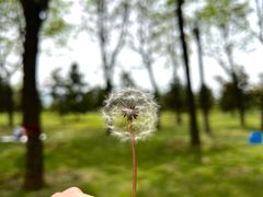 -洨河生态公园