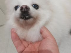 -萌喵宠狗爱心宠咖