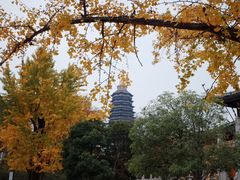 -红梅公园