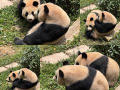 -中国大熊猫保护研究中心雅安碧峰峡基地