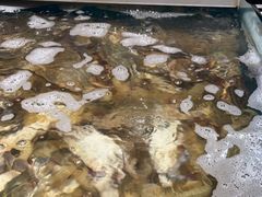 水产区-恭喜上堓砂锅焗·海鲜大排档(闵行龙湖店)