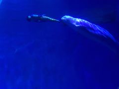 -芜湖新华联大白鲸海洋公园