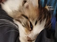 -楼上猫咖(罗湖店)