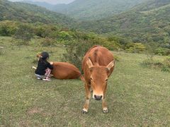 -大姆山草场