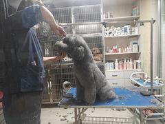 -义乌市派和宠物医院(贝村诊所)