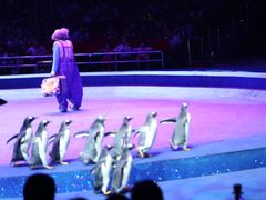 -珠海横琴长隆《卡卡虎奇遇记》