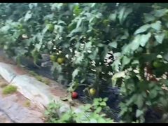 -甜心庄园·甜心草莓采摘园(西青中北店)