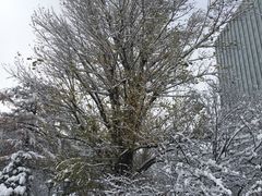 -北海道厅旧本厅舍(旧本庁舎)