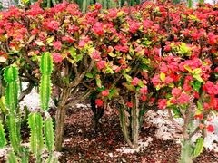 -松山湖梦幻百花洲