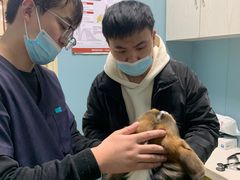 -关爱动物医院·心脏·中兽医·异宠(金牛路分院)