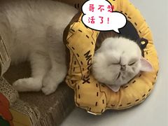 -派联宠物医院·24h·CT·异宠