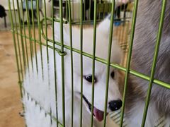 -Let's go狗咖·猫咖·奶狗·桌游(春熙路IFS店)