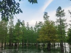 -白鹭湾湿地公园