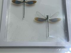 -上海昆虫博物馆