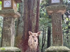-奈良公园