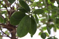 -一花一叶瑜伽生活馆