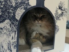 -COLOR PETS 撸猫馆·购猫·猫咖(长风大悦城店)