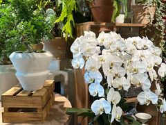 -自由生长植物工作室(深港花卉中心店)