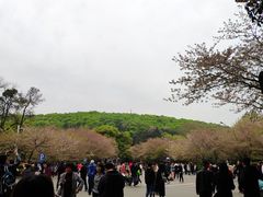 -武汉大学-樱园