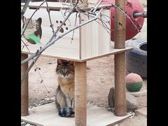 -青藏高原野生动物园