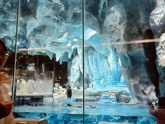 -帝企鹅自助餐厅•儿童岛•真企鹅(长隆企鹅酒店)