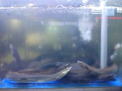 -本炙炭烤·蒲烧活鳗料理店(金沙洲店)