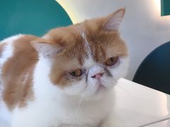 -飞行喵MR PILOT|猫舍·猫咖(静安大融城店)