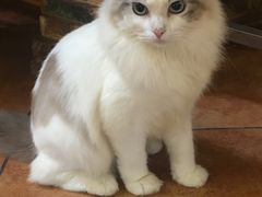 -more than meow吴止猫主题餐厅(承德 中船汇店)