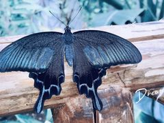 -上海大自然野生昆虫馆(东方明珠·爬宠昆虫探索中心)