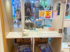 -屋虎猫馆(宝安大仟里店)