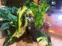 -Rabbit Cafe私房西餐甜点咖啡(栖霞路店)