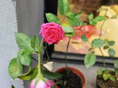 -Mint Gelato(二厂店)