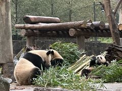 -都江堰中华大熊猫苑