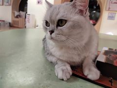 -猫和宫(六道口店)