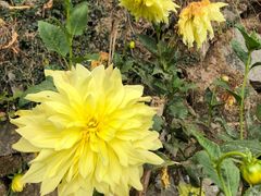 -东天目山风景区