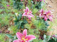 -松山湖梦幻百花洲
