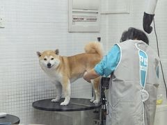 -PET WISH宠物愿望(BFC外滩金融中心店)