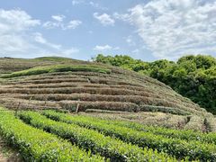 -龙坞茶村