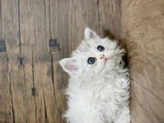 -小猫来了·猫舍(红山六九七九店)