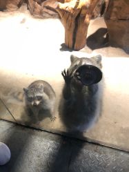 -酷嗒动物文化乐园(cutezoo西溪乐天城店)