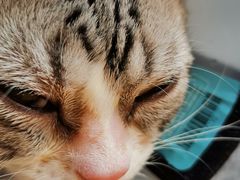-萌兽医馆·眼科·异宠专科(三里屯店)