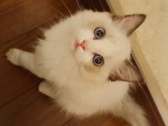 -宠爱国际动物医院· 猫科· 外科·中兽医(长白店)