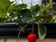 -甜心庄园·甜心草莓采摘园(西青中北店)