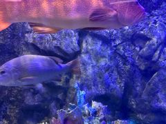 -太平洋海底世界