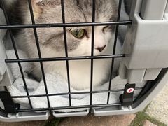 -灵美宠物诊所
