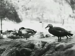 -新疆天山野生动物园