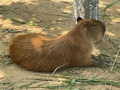 -西霞口神雕山野生动物世界